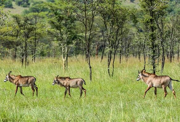 The Roan antelopes of Ruma, two years on